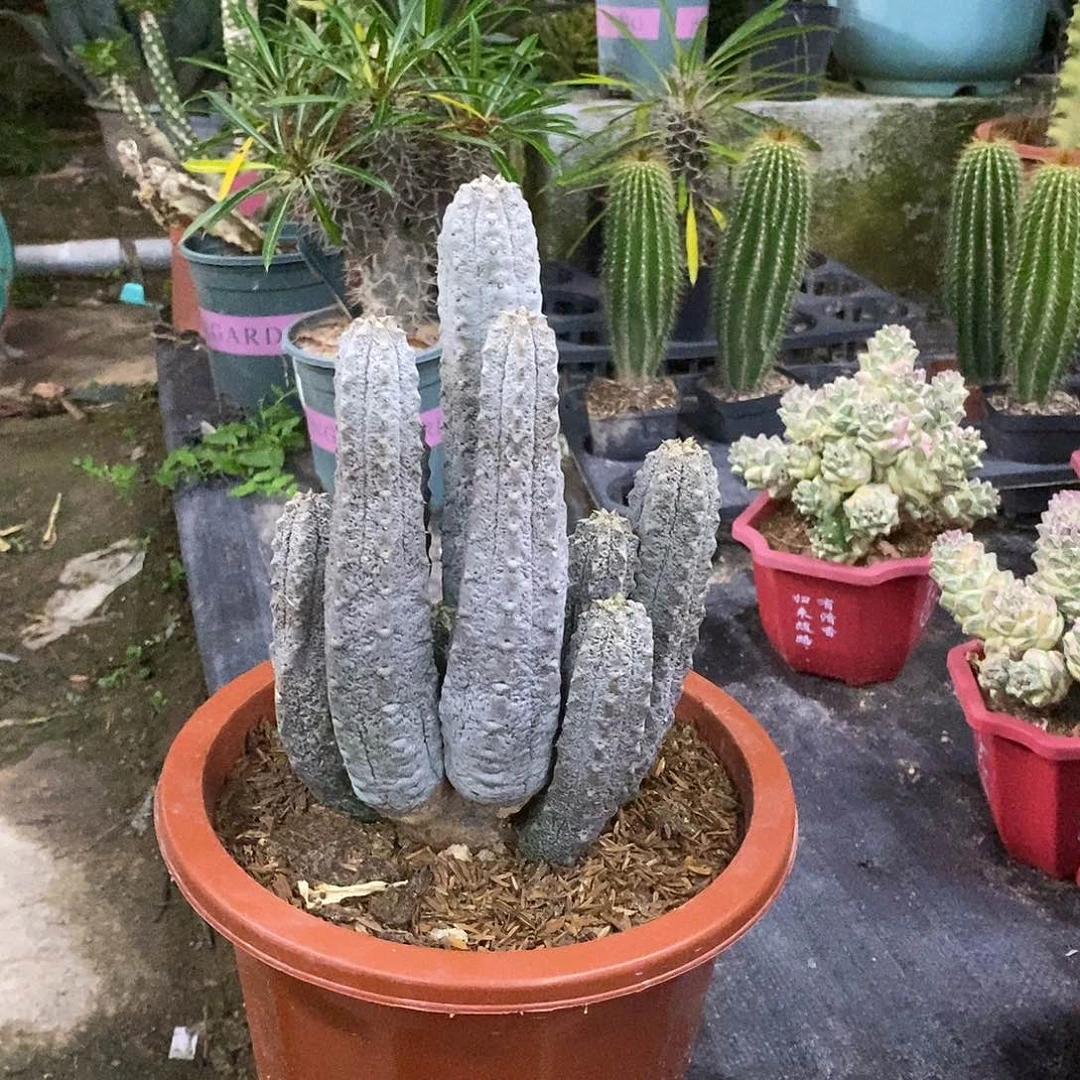 无根水泥柱一物一拍