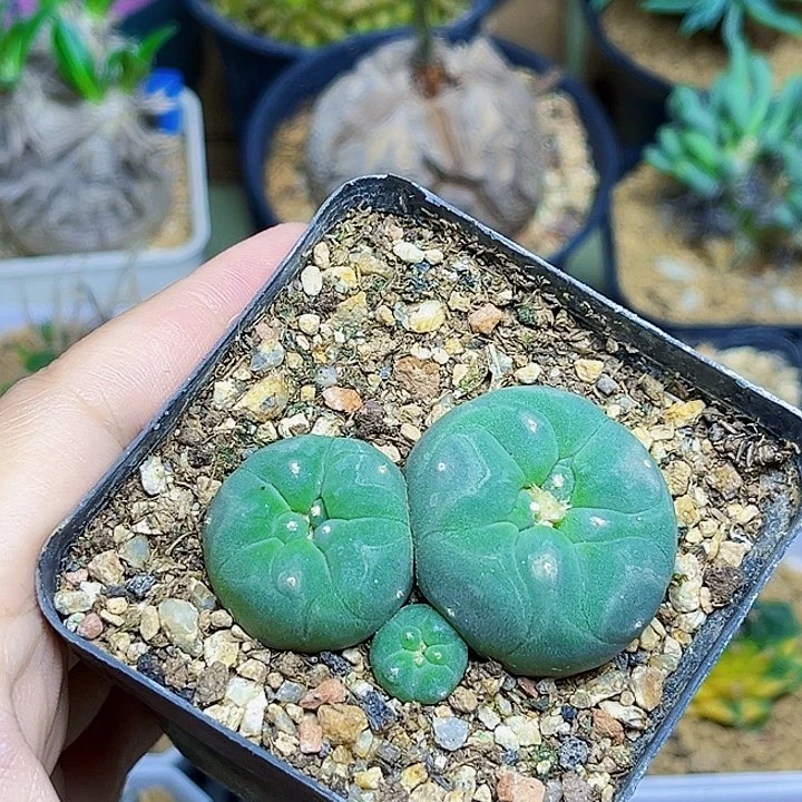 实生海鲜一颗一颗一颗