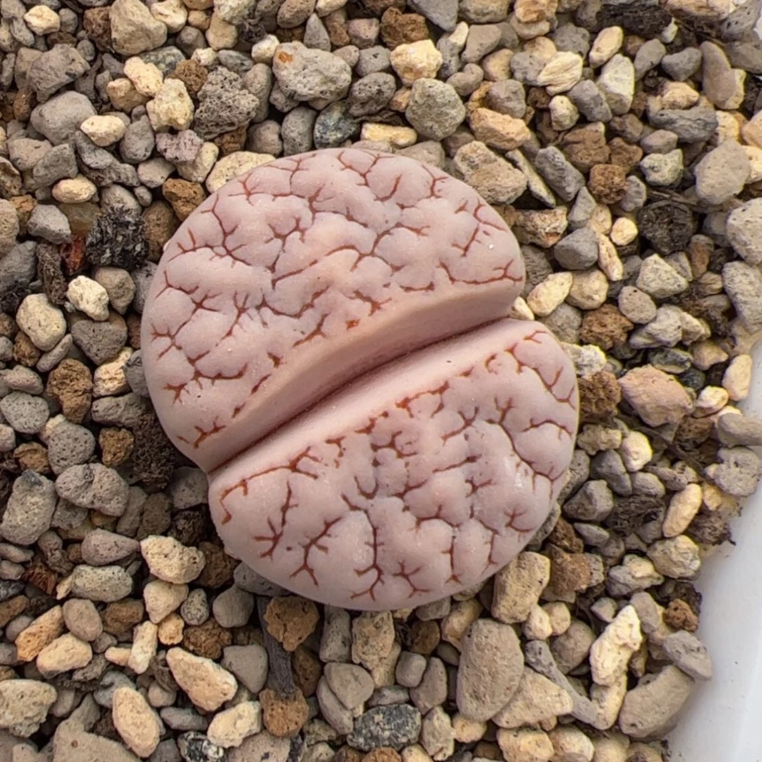 0119号oz189 多肉植物