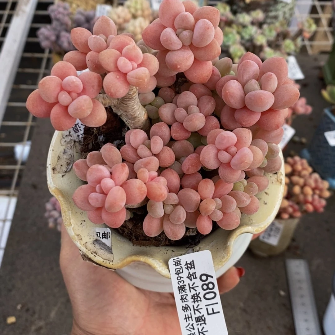 明**单鱼子酱089/10cm多肉