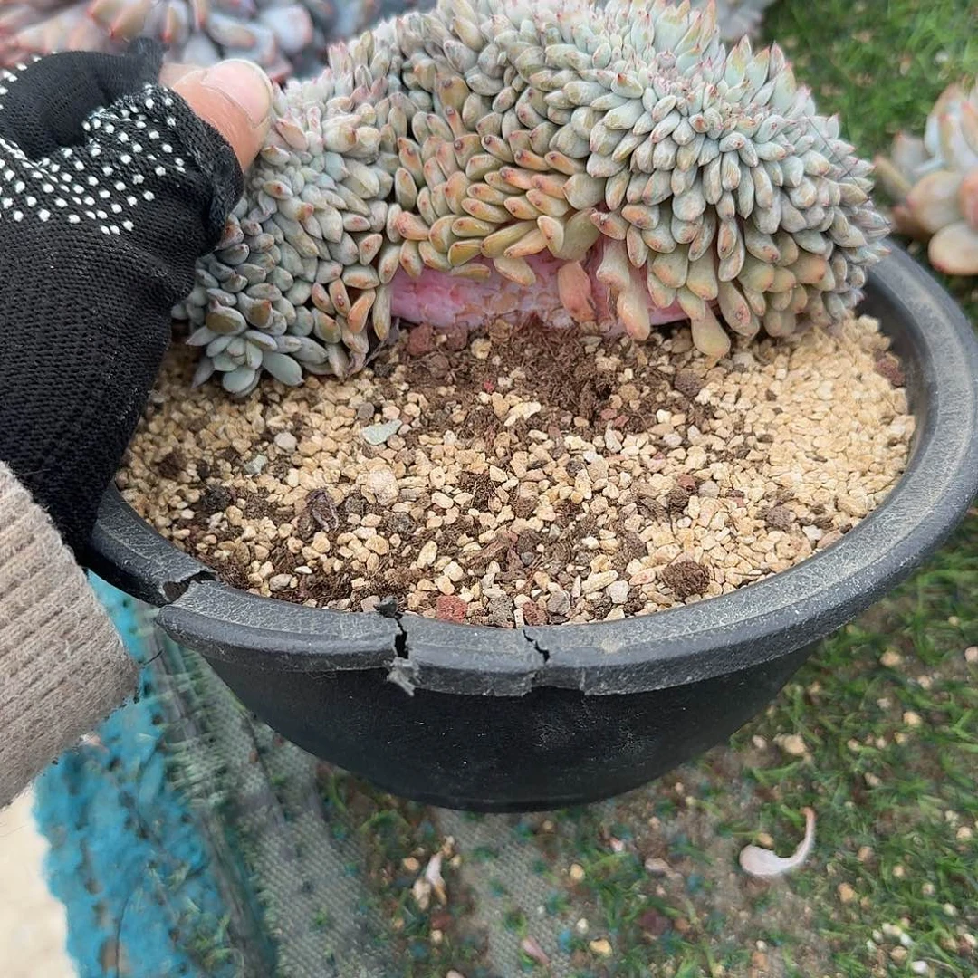 星影缀化带胸花小树