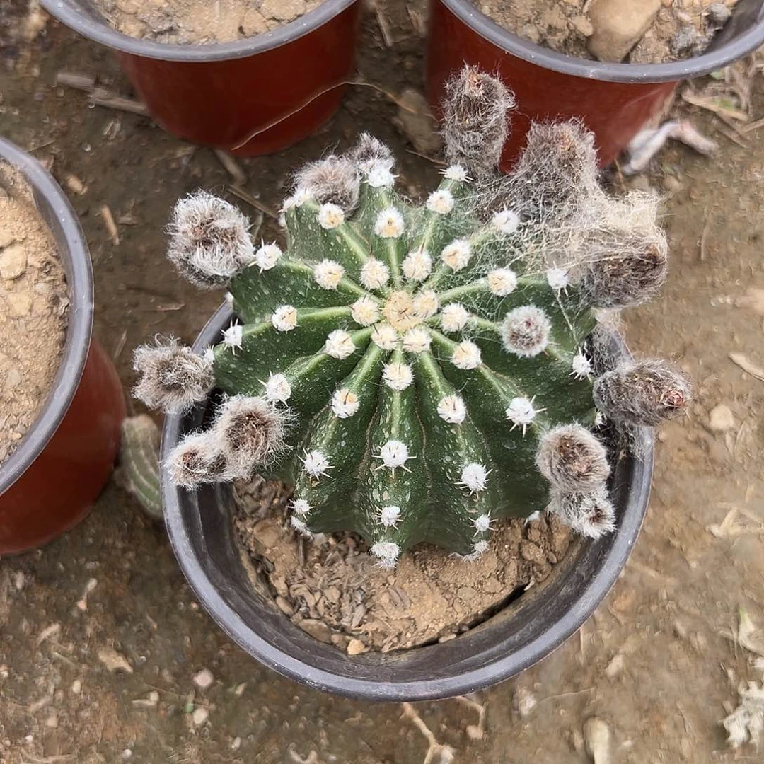 多肉植物多肉植物