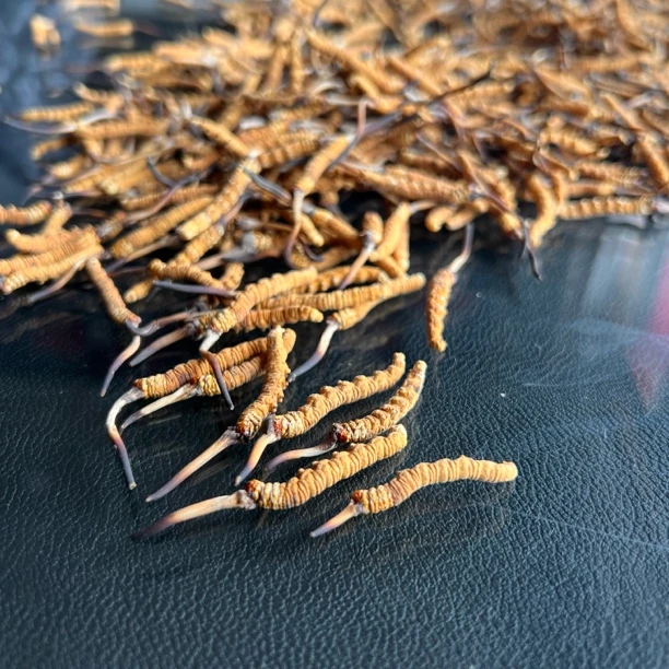 【西藏那曲】精品虫草 干草肉节饱满顺丰