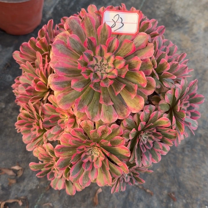 83号粉铜法师植物