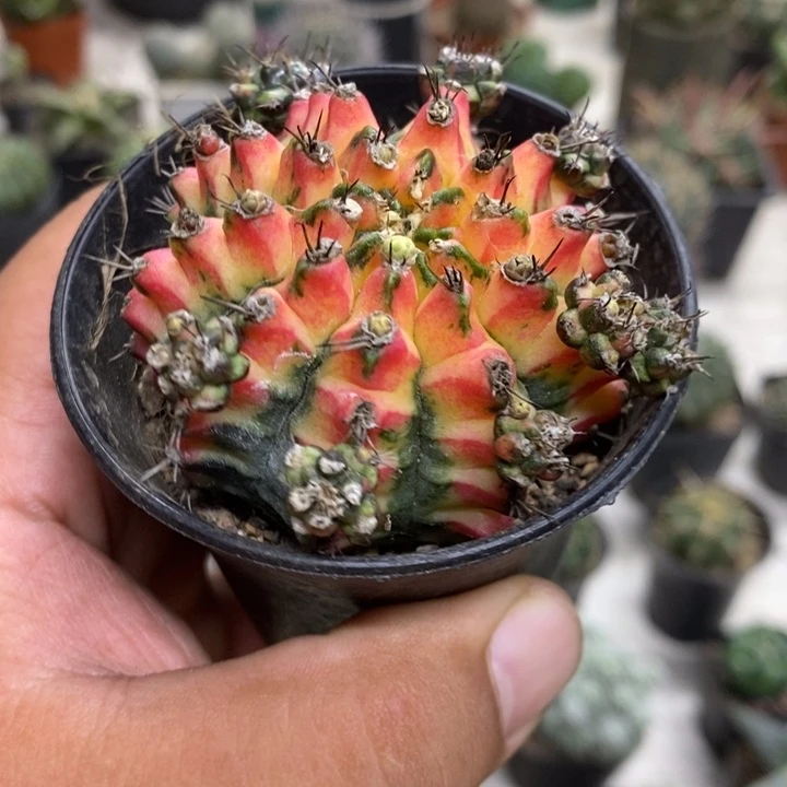 花蝴蝶牡丹锦特价福利