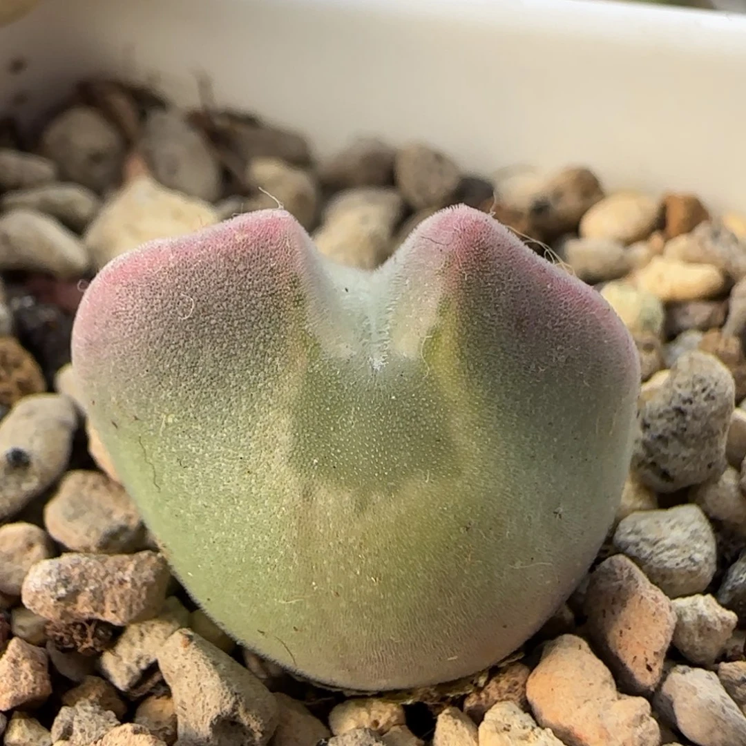 1-5-3-1当天满38包邮3年短耳矮胖空蝉1.8cm脱土