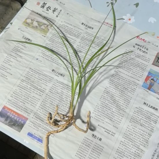 完全开放白雪公主子母苗