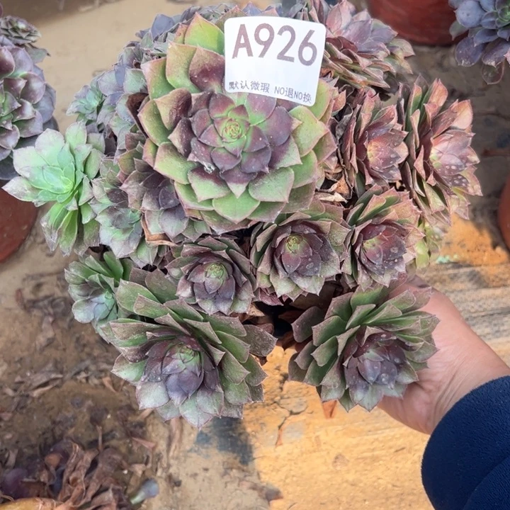 桃花石多肉植物926.