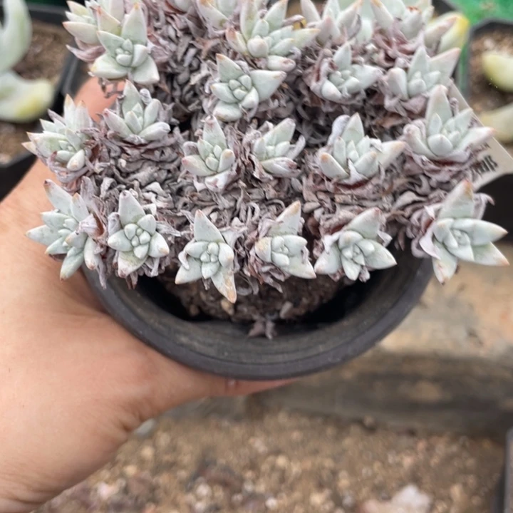 927号白菊多肉植物