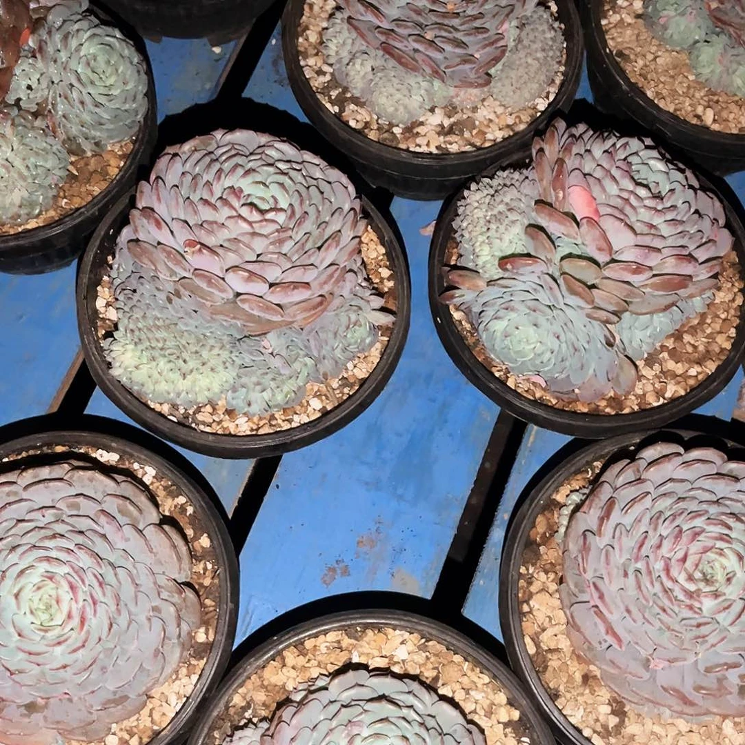 白胖子缀18.88多肉植物