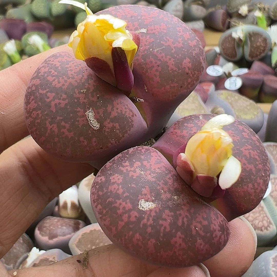 1082有疤福利炸酒红初代杂