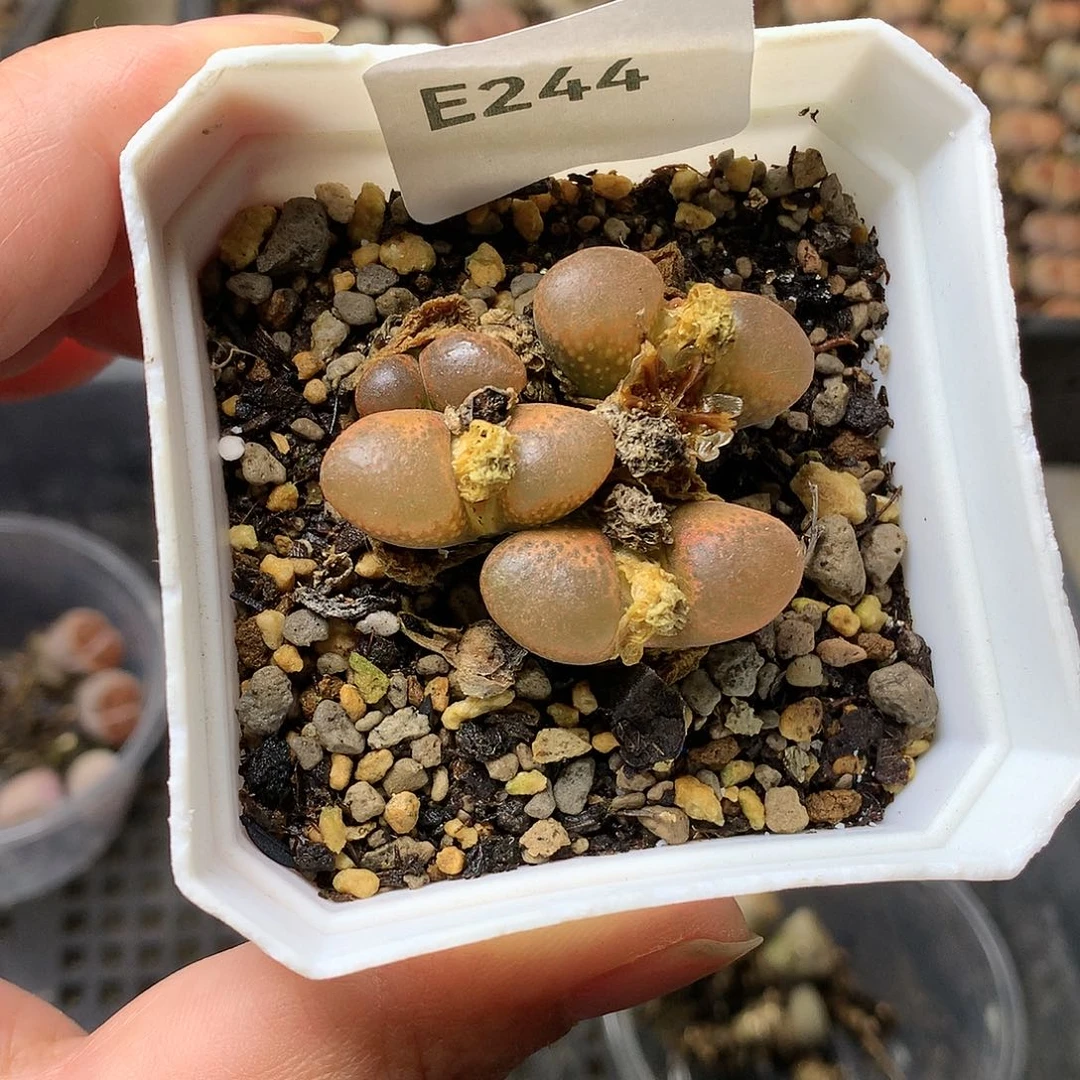 E244多肉植物保护研究所