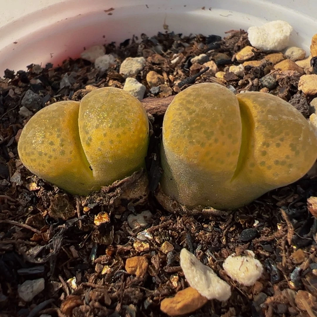 851多肉植物种类多样