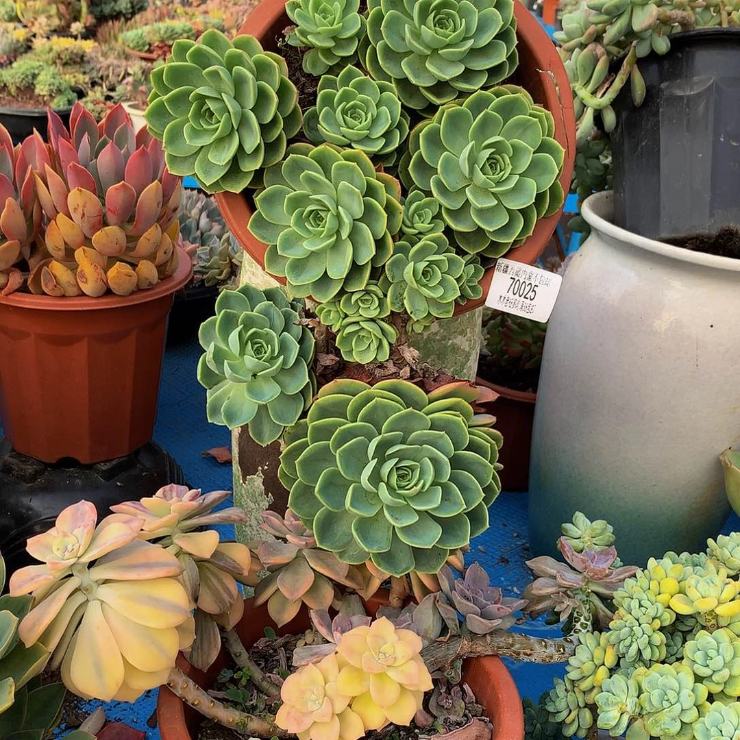 知**乐     哈密瓜70025