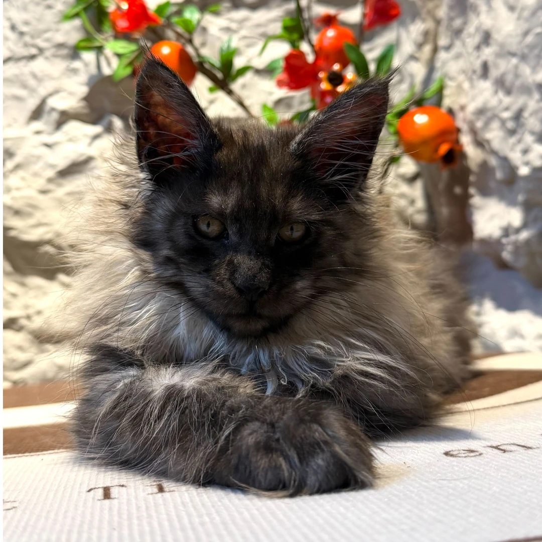 缅因猫高赛黑烟妹妹