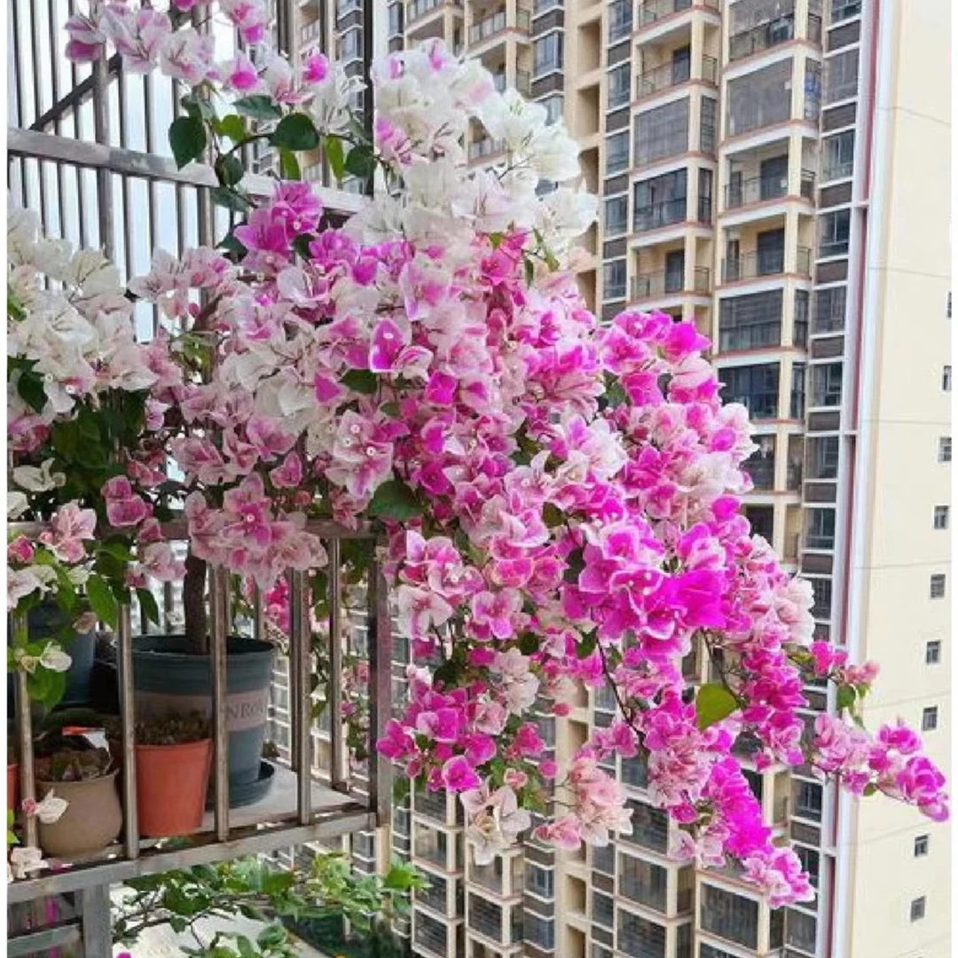 【百变漳红樱】三角梅绿植盆栽网红好养勤花绿植花卉不带花