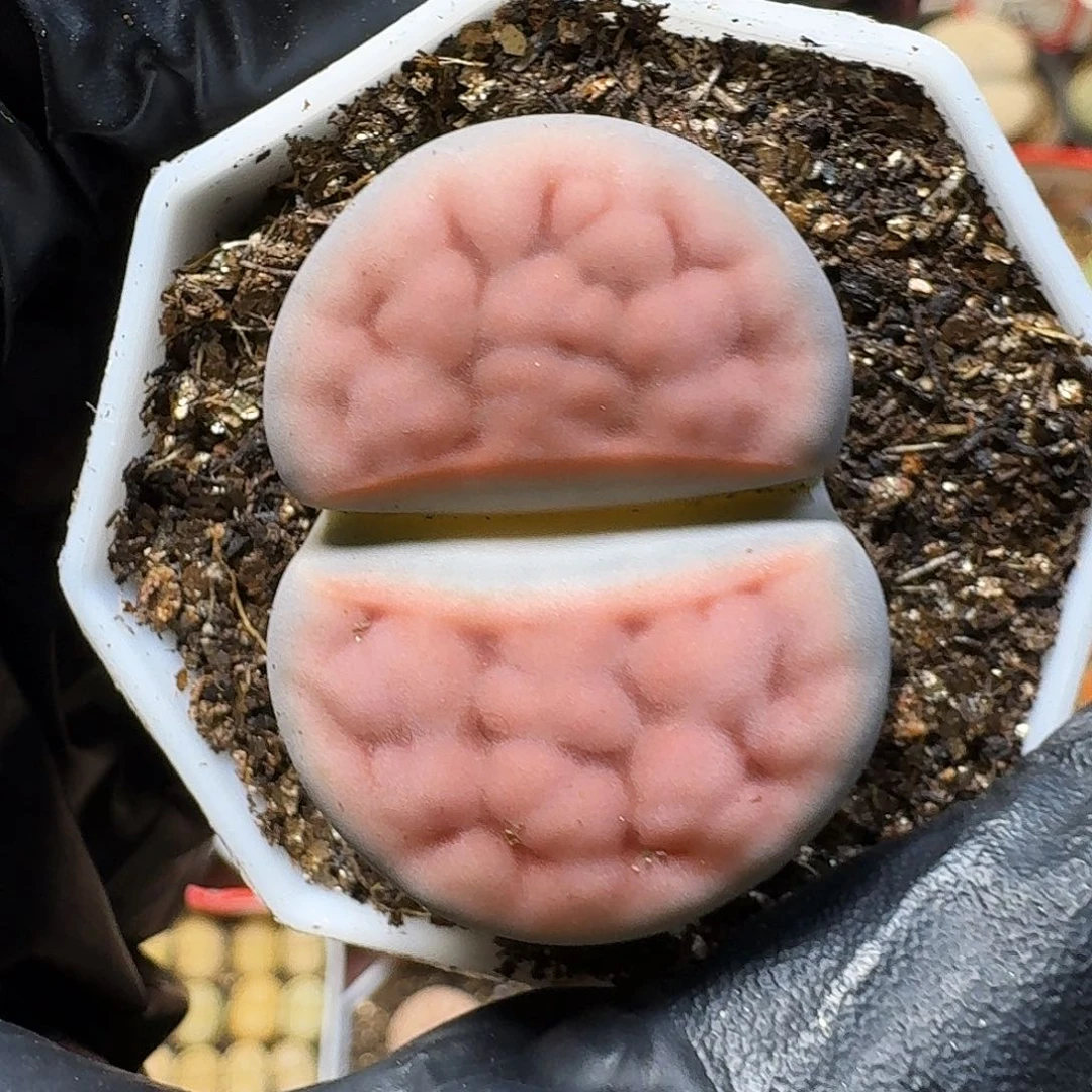 谧*i生石花等植物111111。   388