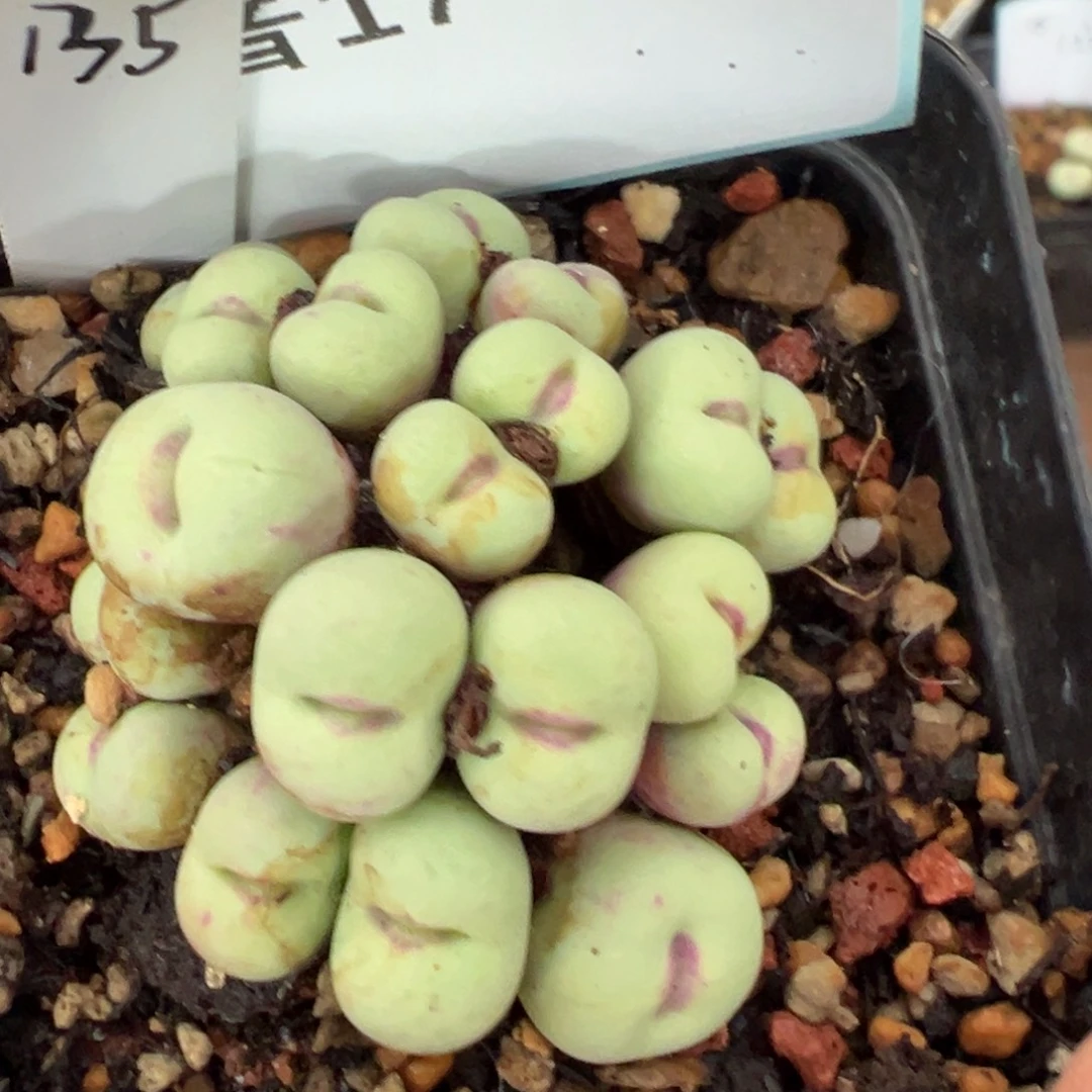 17-175肉锥多肉植物