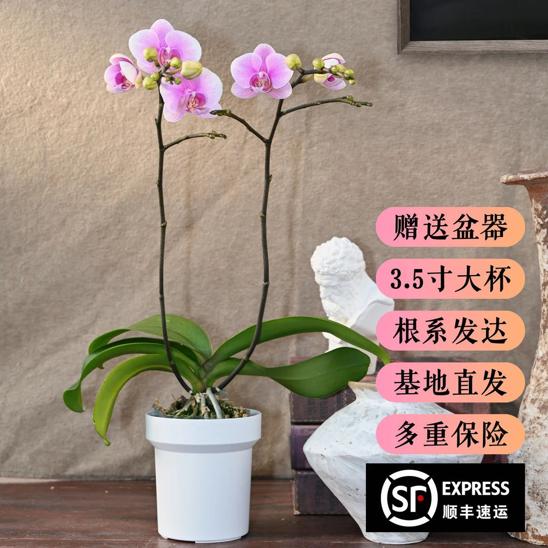TOP FLOWER/上花 蝴蝶兰盆栽 海棠甜心 清雅粉嫩【顺丰发货】