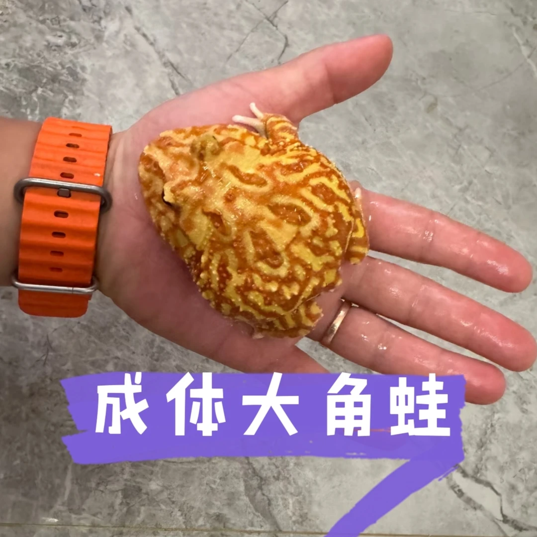 4厘米到6厘米角蛙各种尺寸各种颜色打单发出后影响二次销售不退换