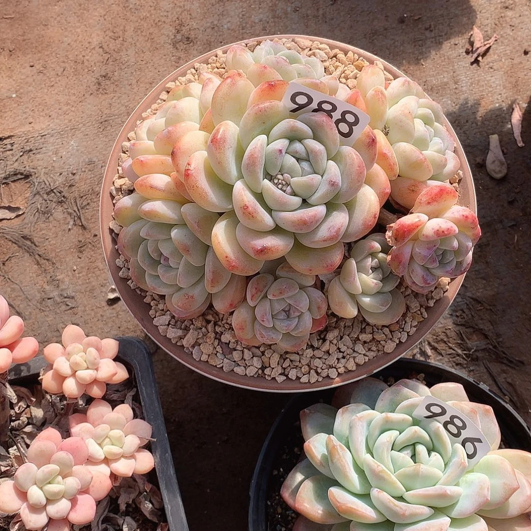 988 一物一拍多肉