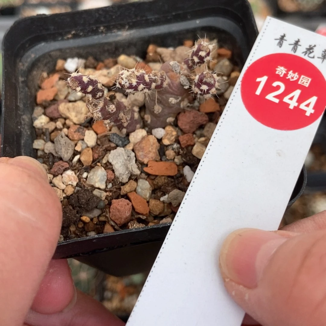 登龙团扇一棵仙人球