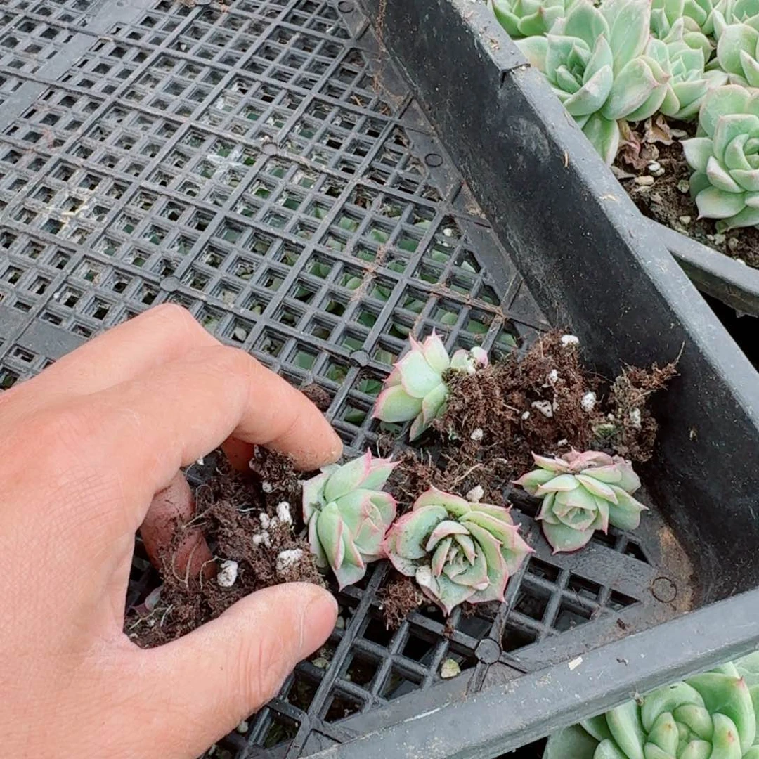 玫瑰一颗量拍26-61