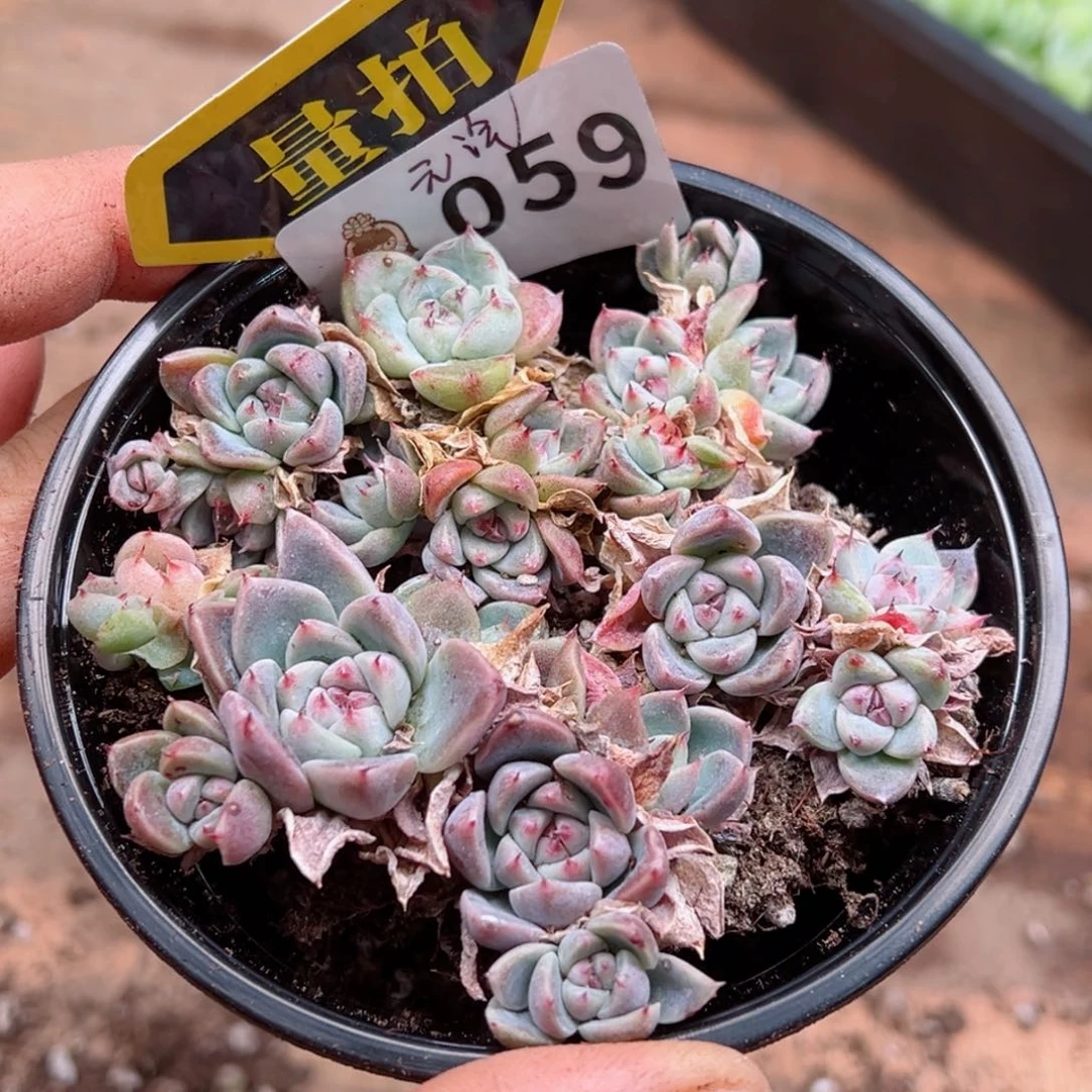 多肉植物多肉植物