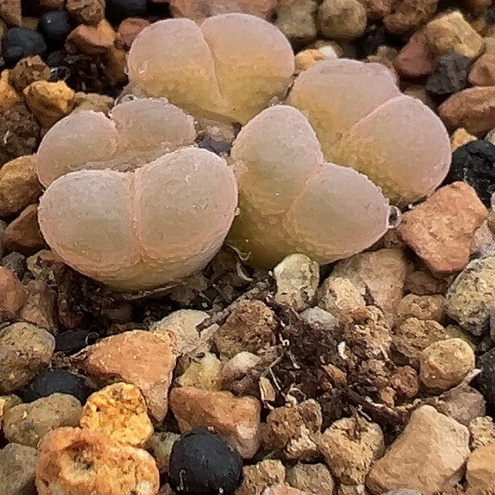 374号风铃多肉植物