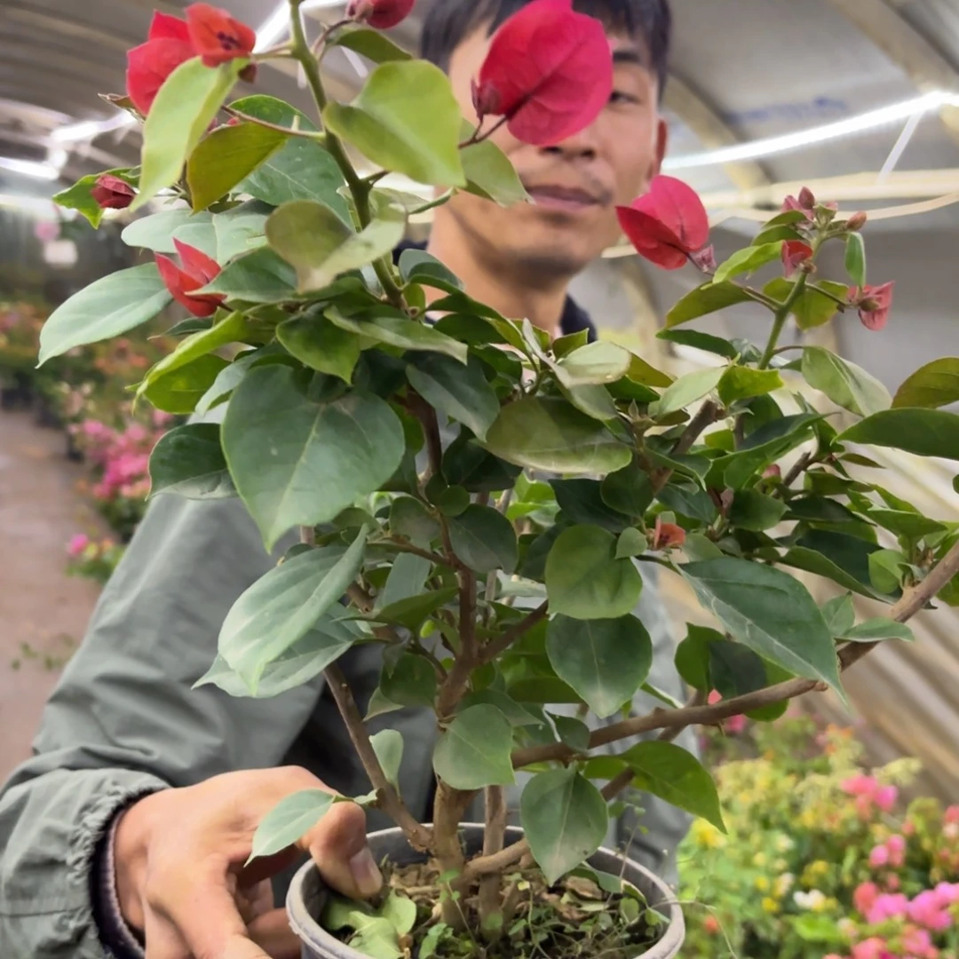 全部花苞（血红）三角梅会落花落叶会光杆苗有大有小
