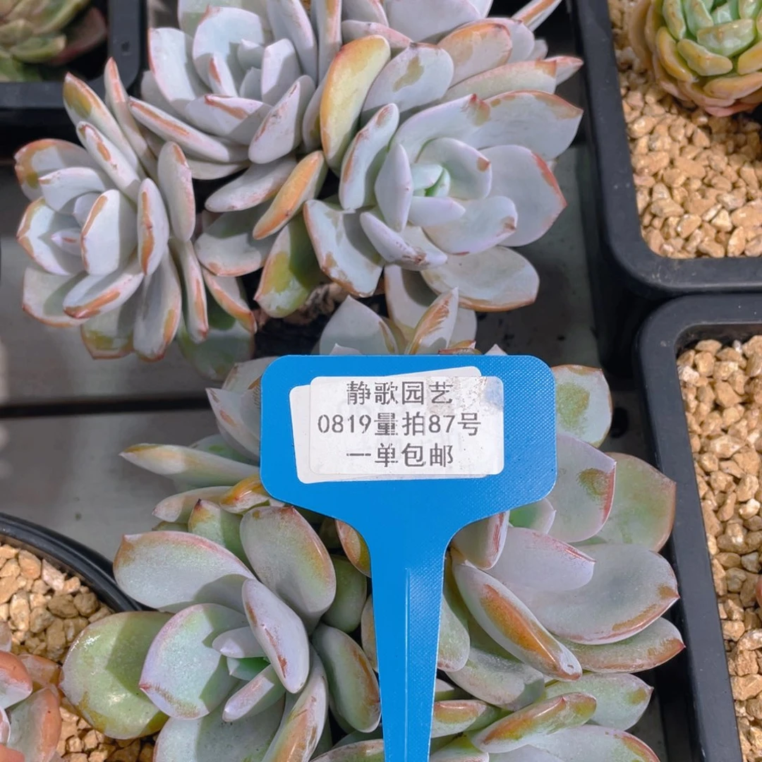 0819-87-韩版奶茶四头群福利一颗