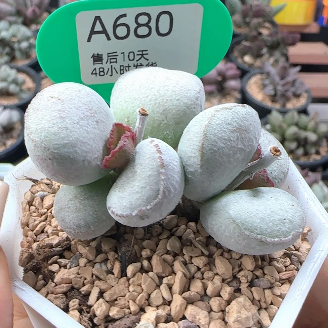 福利。     680。
