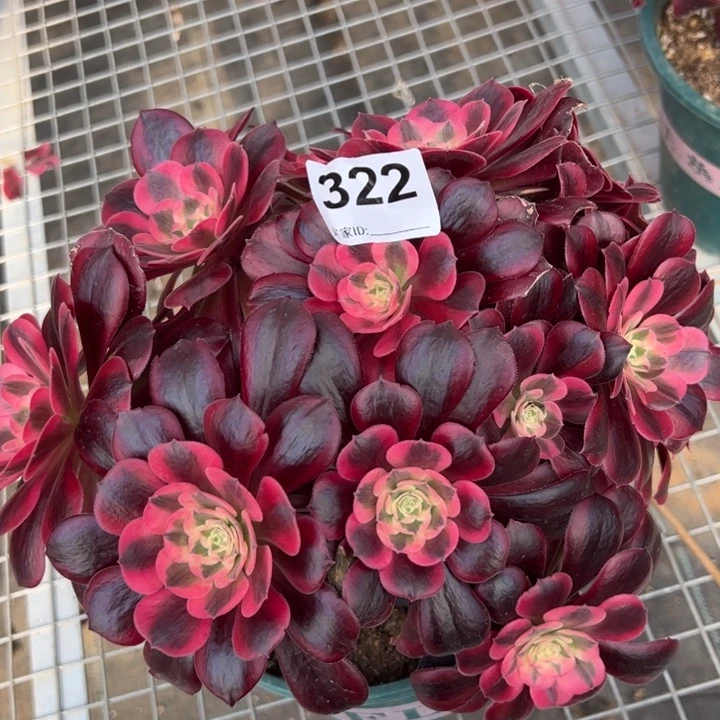 322凤冠23厘米左右有断枝