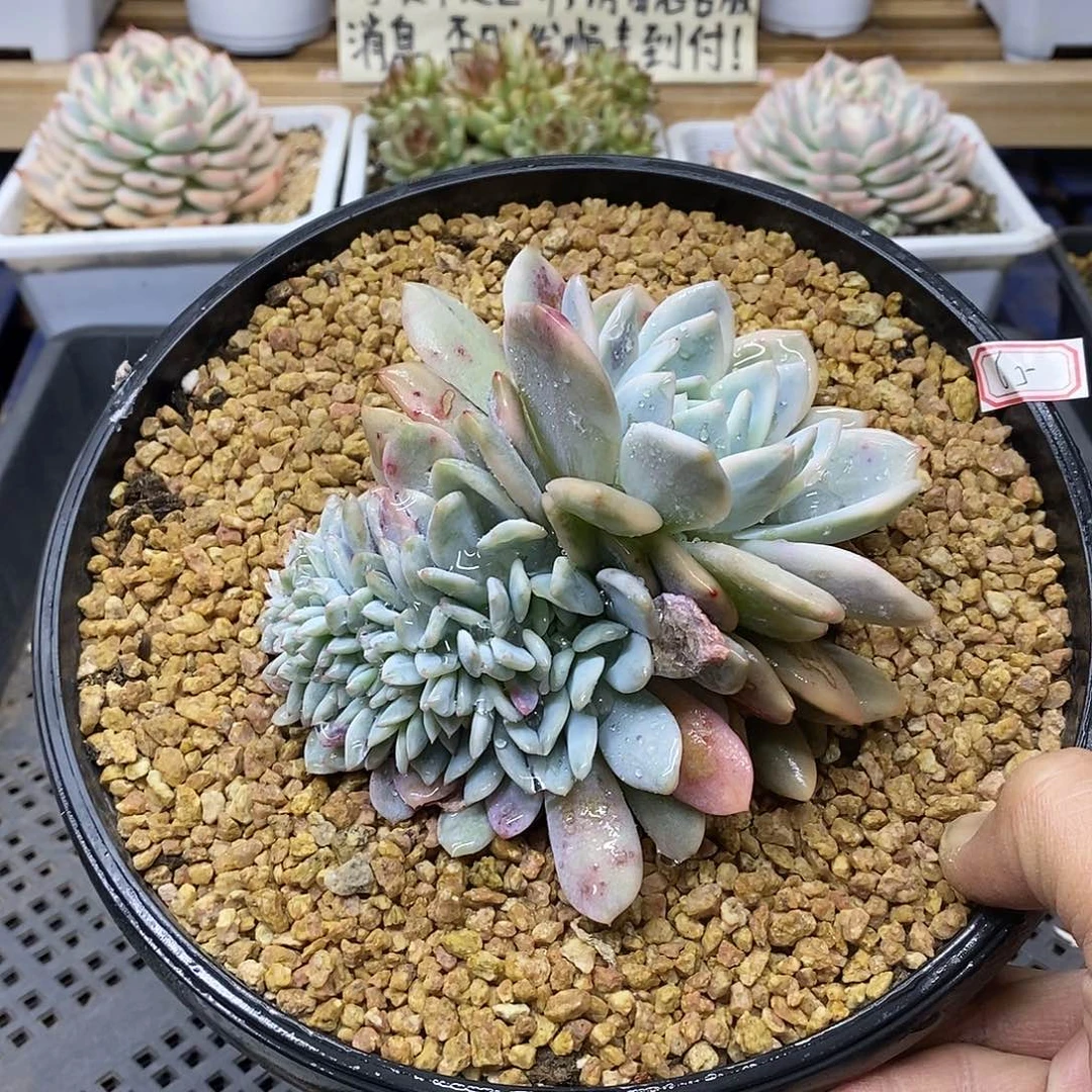 2165 橙梦露锦缀带龙头 需延时发货