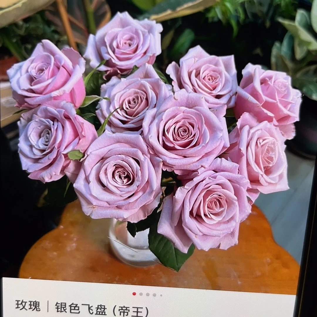 无花朵——-银色飞盘 福利款