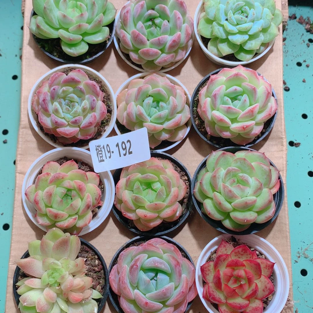 19-192一物一拍多肉带盆18颗