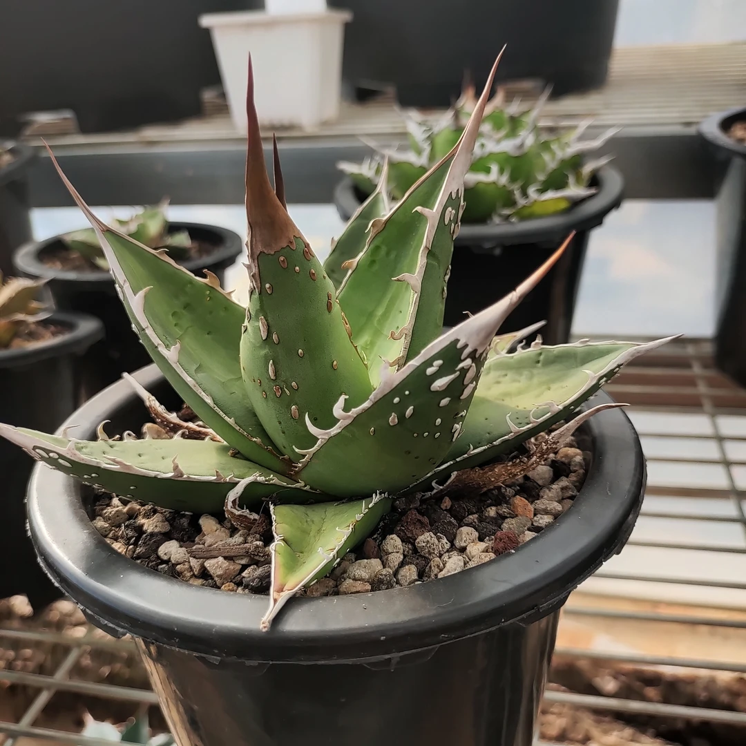 帝王龙舌兰帝释天背刺优选18cm 沙生植物多肉植物