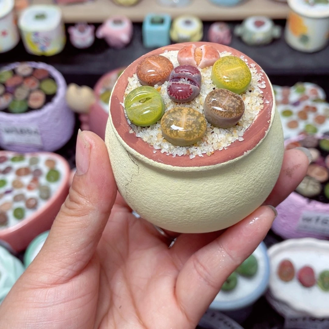 w1704 带盆土发货-零下地区拍保温箱