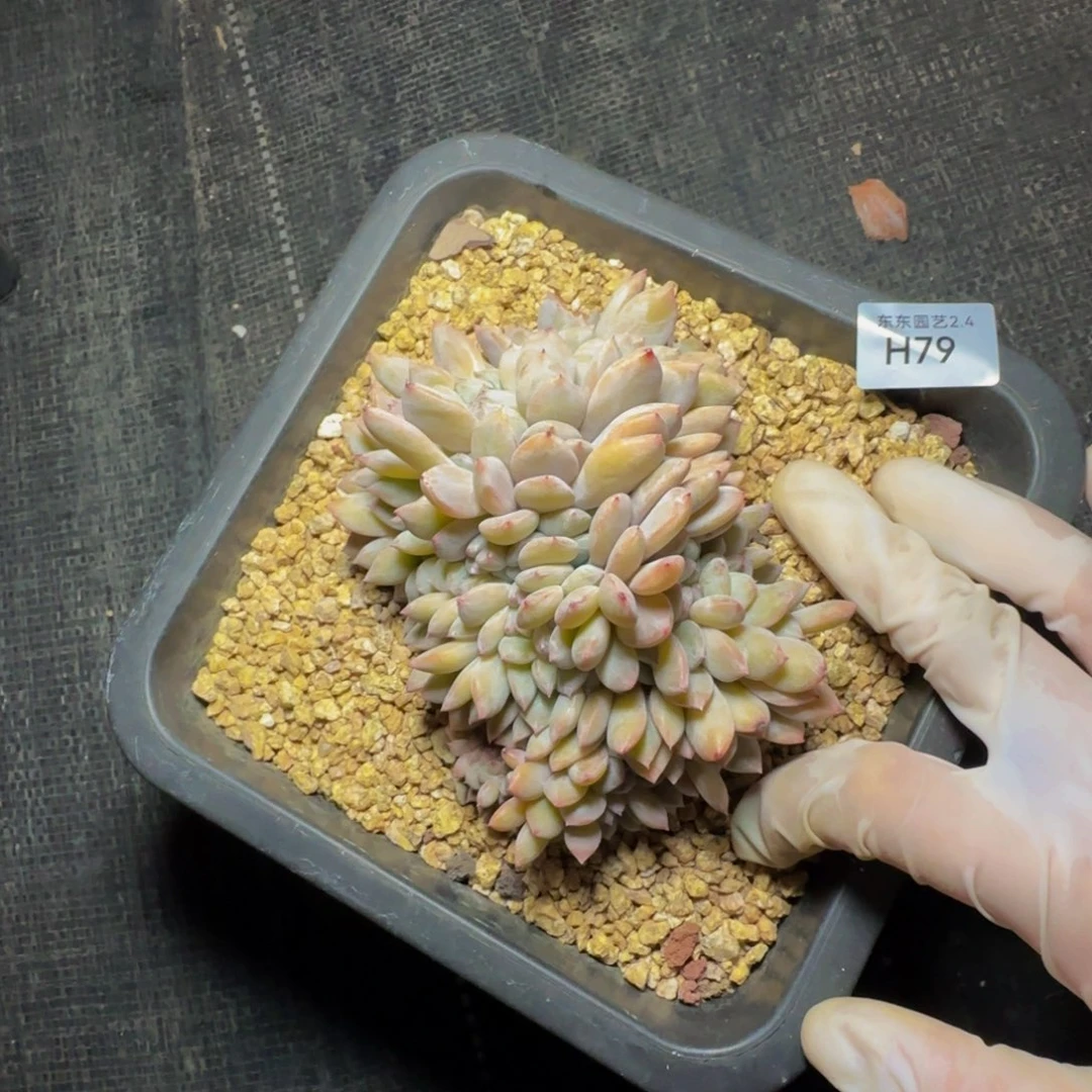 h h h h h h h h h 79