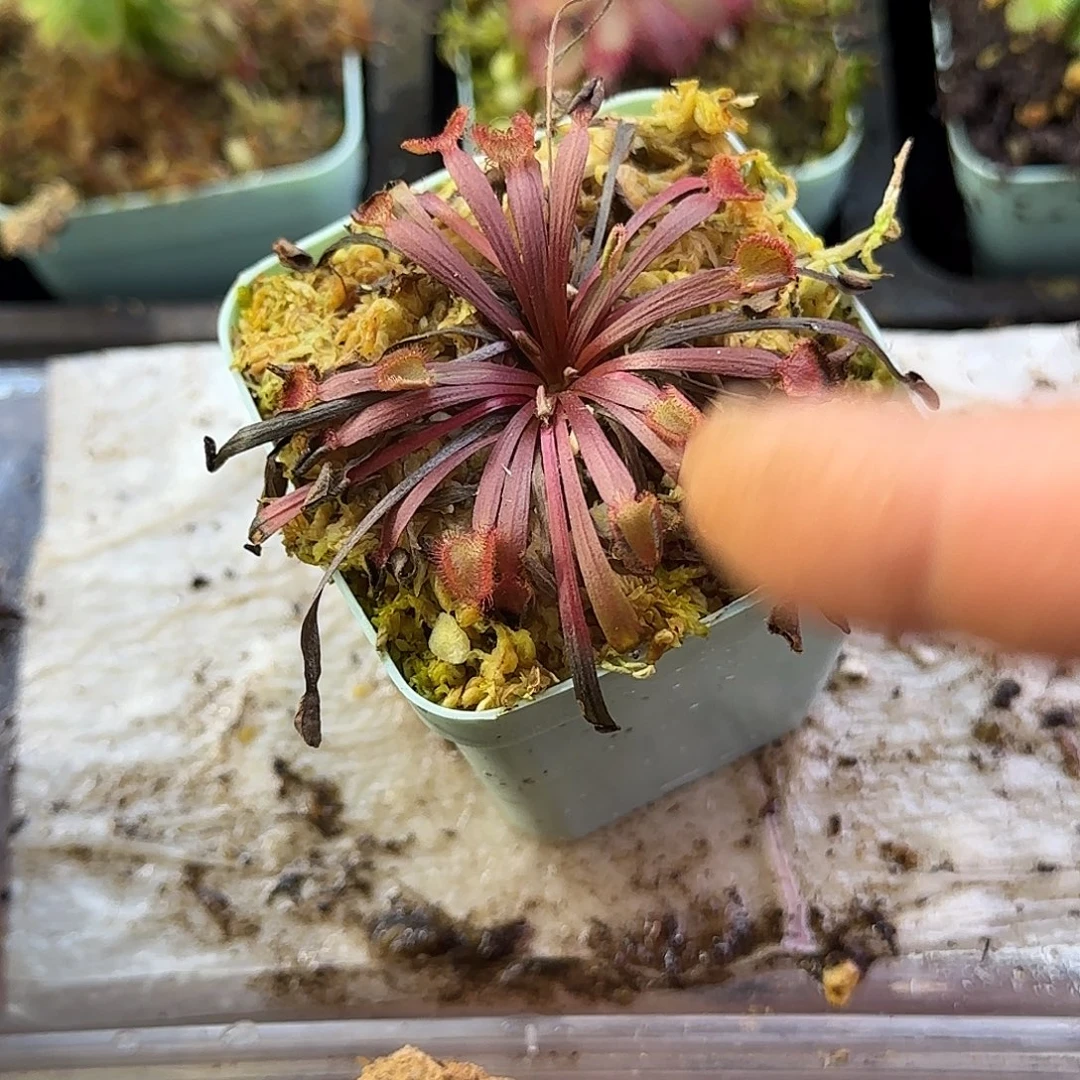 完全开放肯内利小肉饼