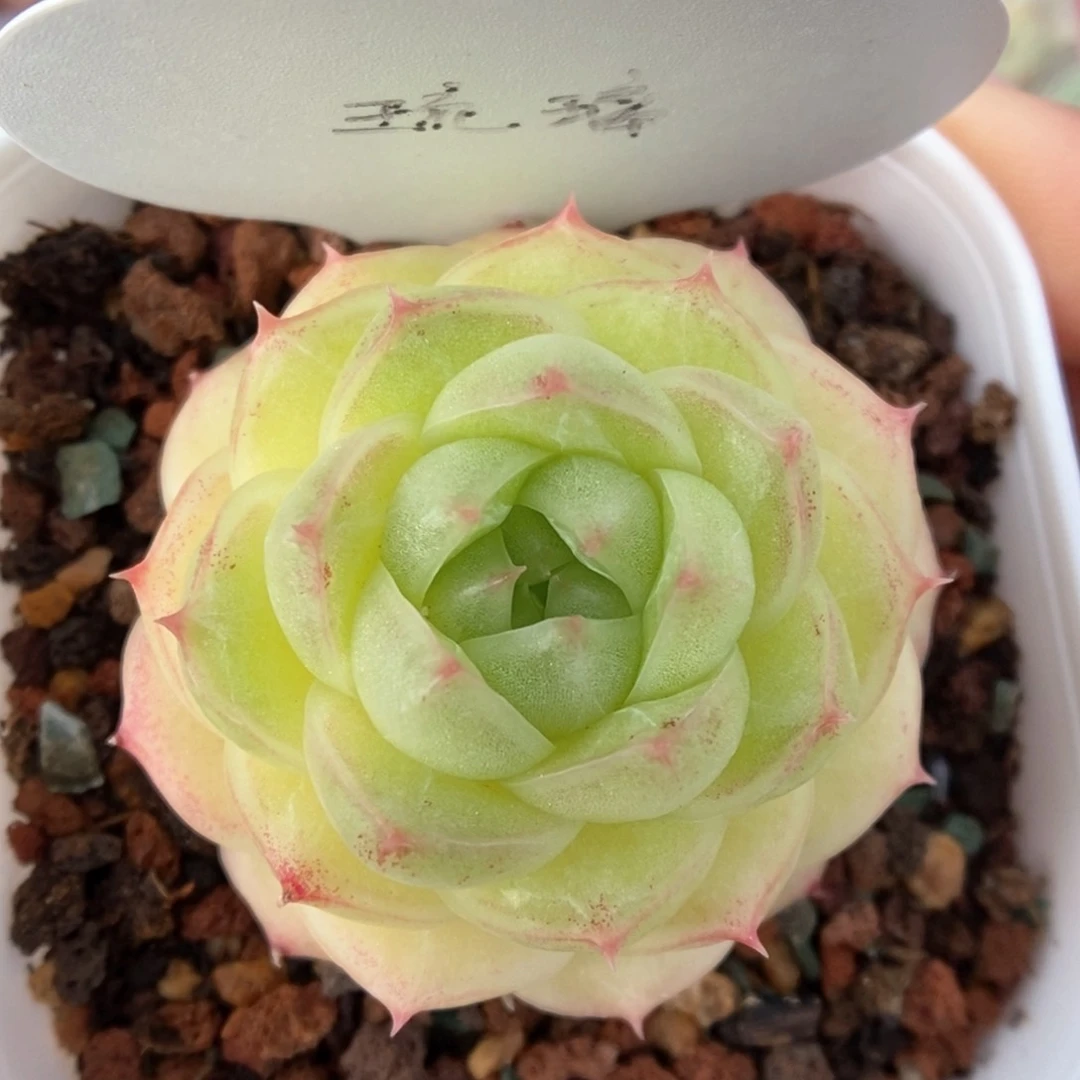 琉璃麦杆可拍。