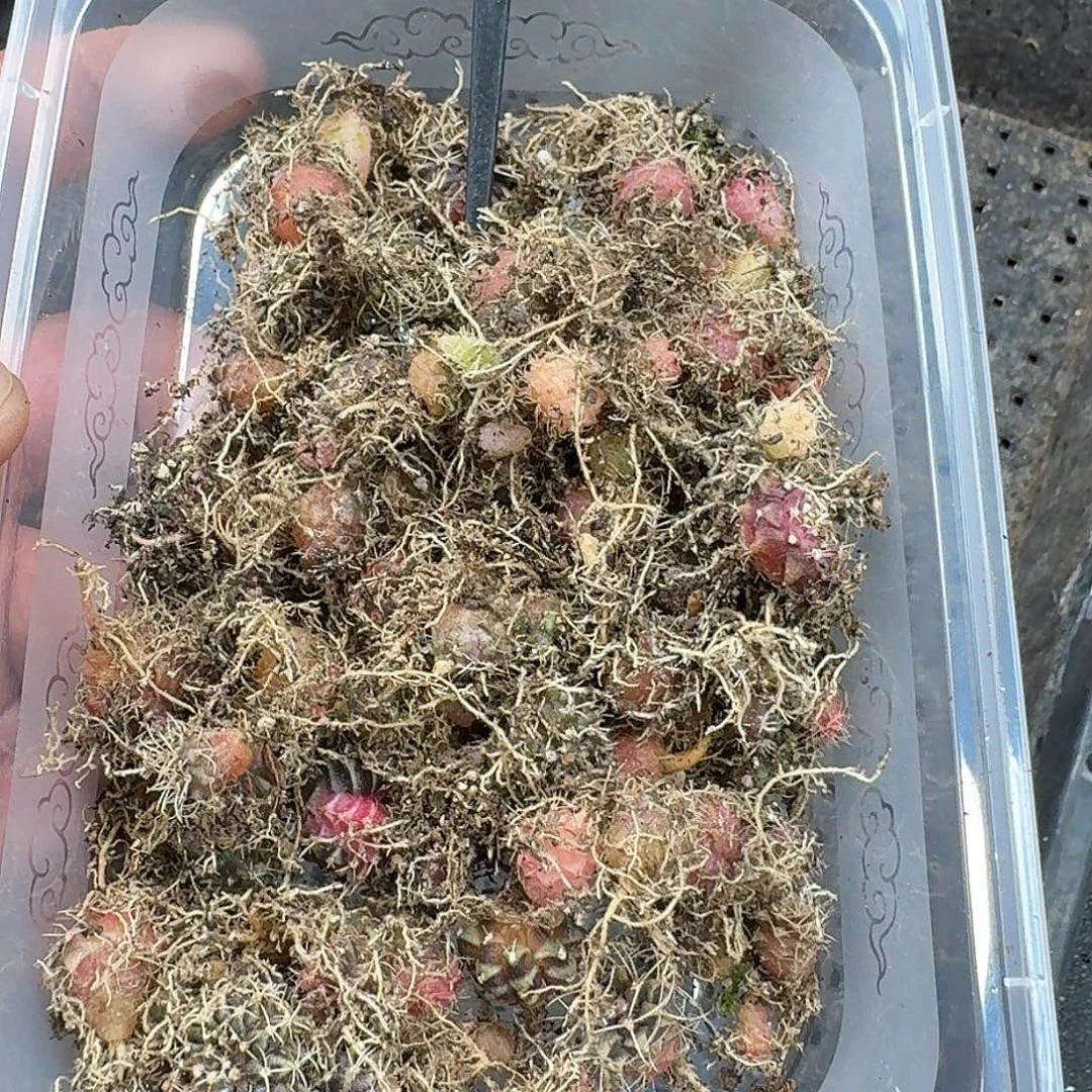 米哈实生自然锦84