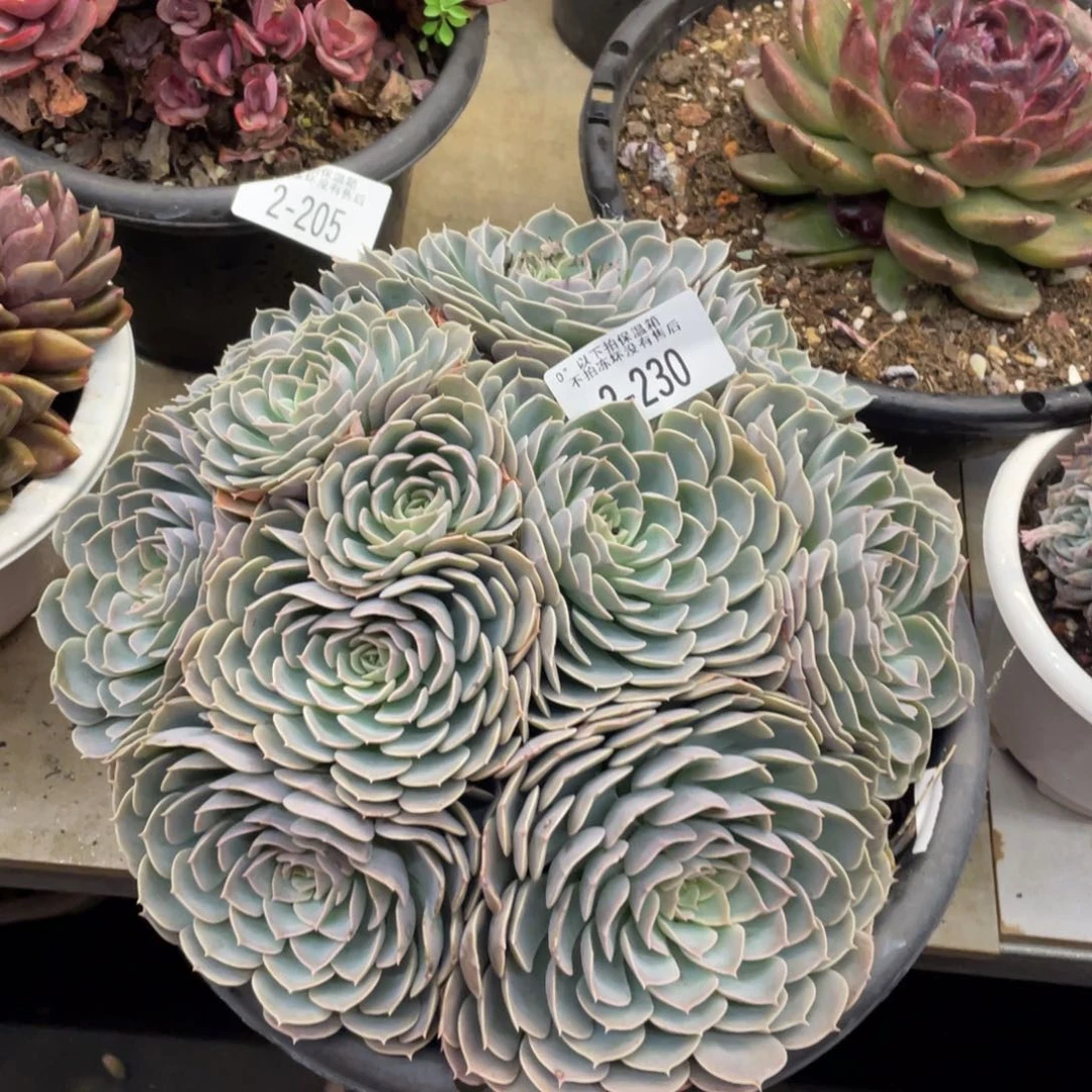 黑大帅多肉2.230天赐