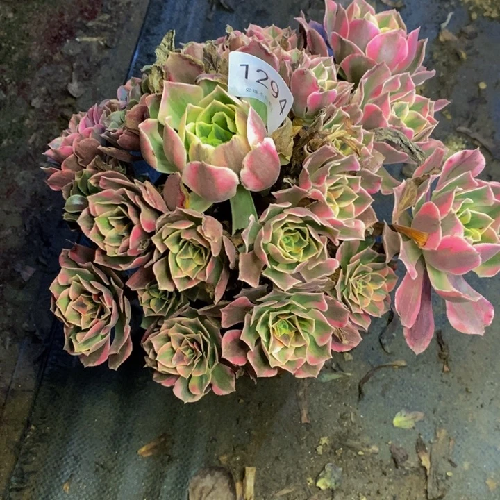 男神多肉断头不包1294