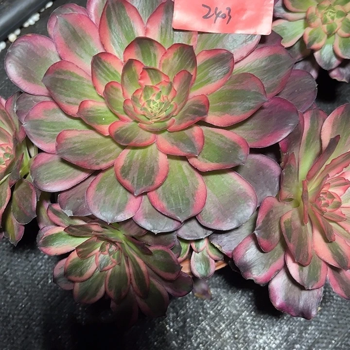赖***鼠魅锦多肉植物保护2403