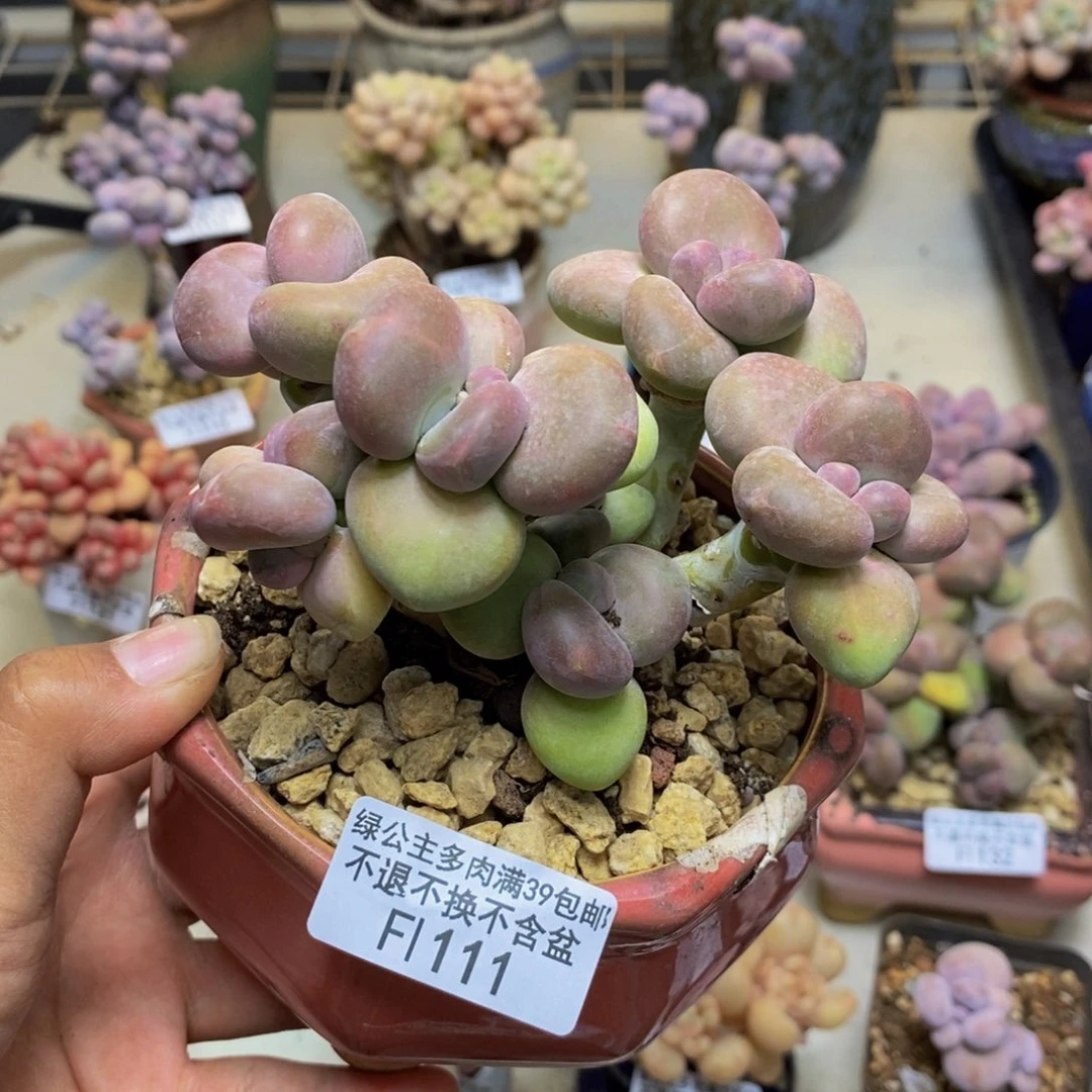 Z****霞111芒果奶二代多肉9c m