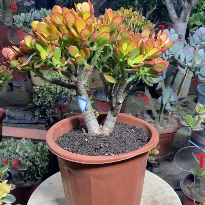 糖果姬红一物一拍