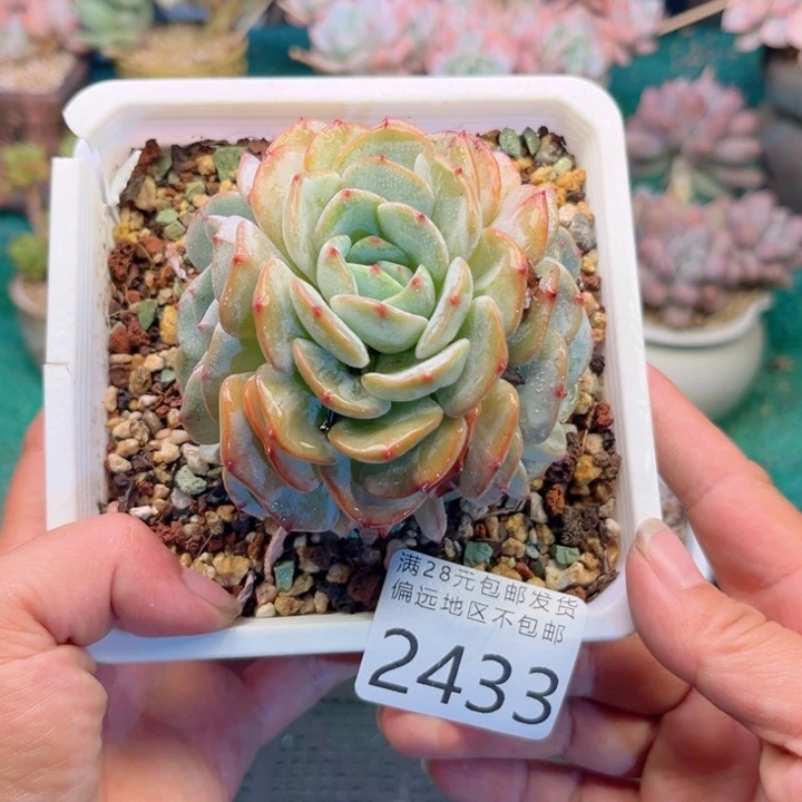 大2433，xvxnchghcv