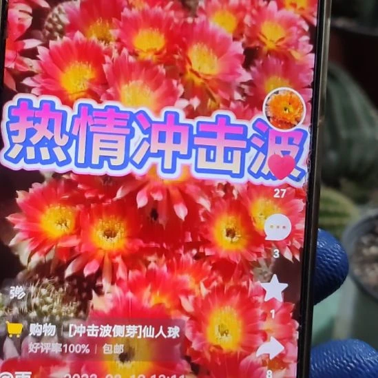 仙人球丽花加强版冲击波侧芽