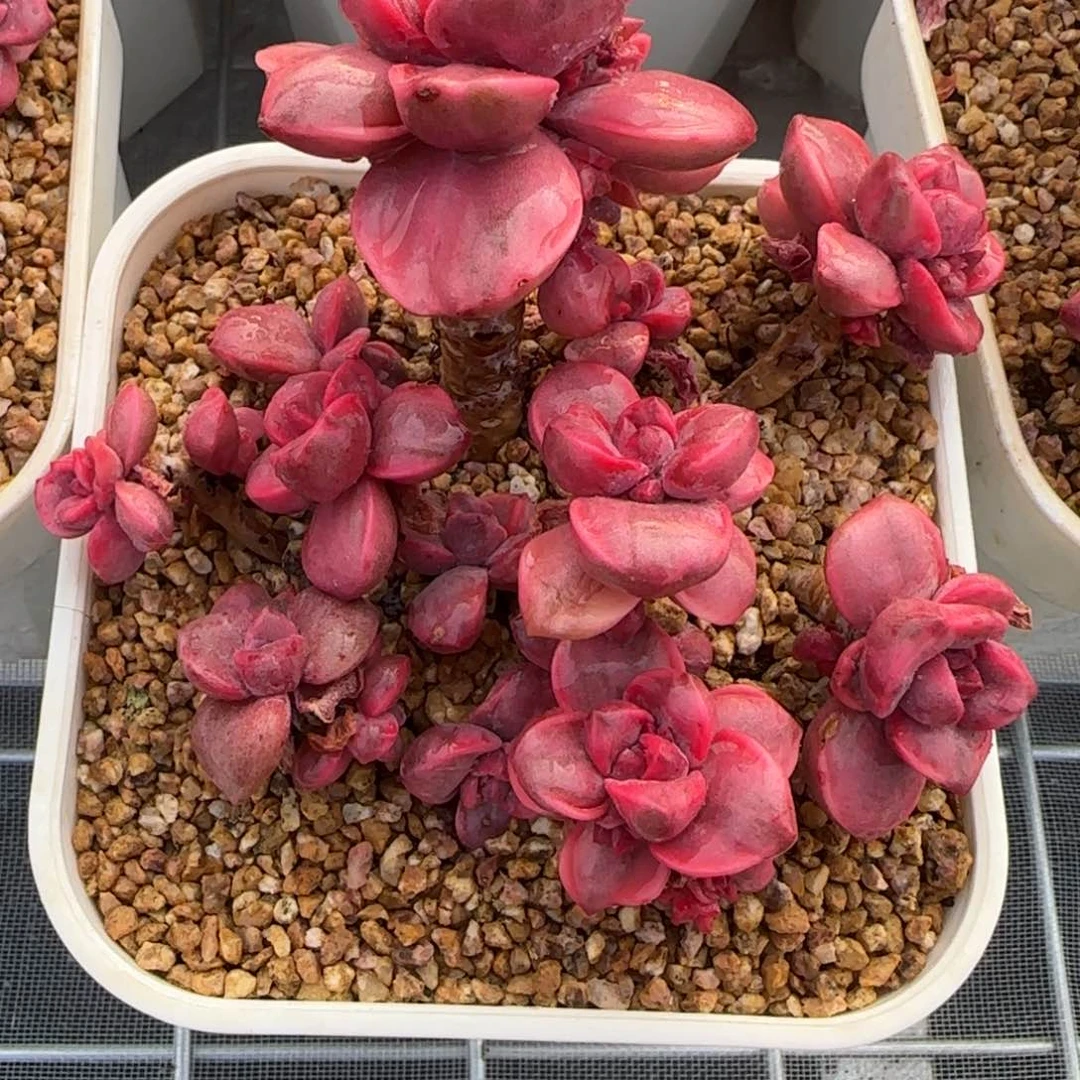 从前慢花园精选多肉彩虹糖锦